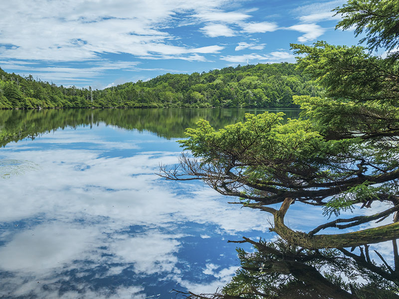 Cool down in Nagano! Mishaka Pond・The Moss Forest・Shirakoma Pond (1-Day)