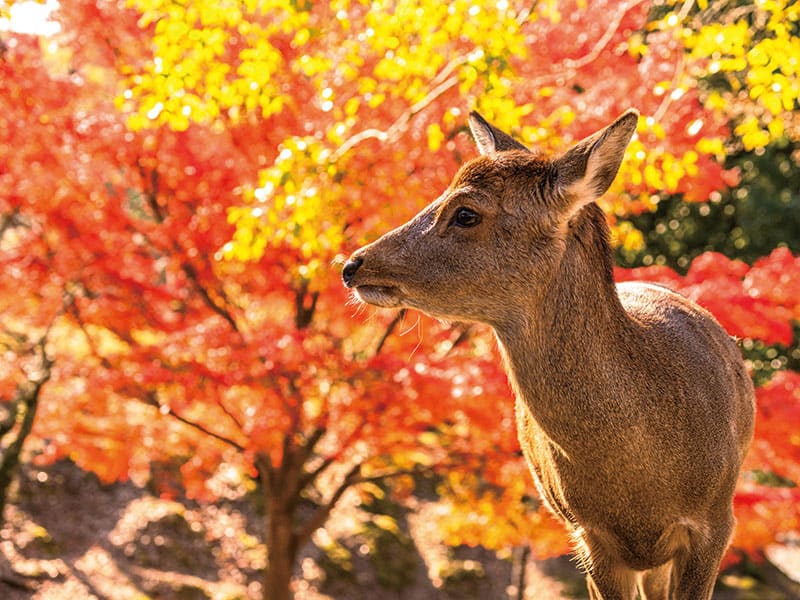 Tofuku-ji Temple・Byodo-in Temple ・Hase-dera Temple・Nara Park(1-Day)