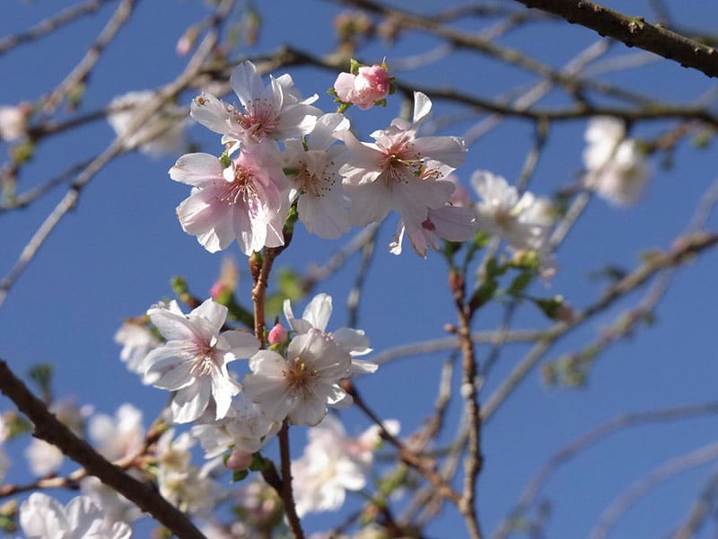 Nomiyama Kannon-ji & Karato Market & Shiranoe Botanical Garden(1-Day)