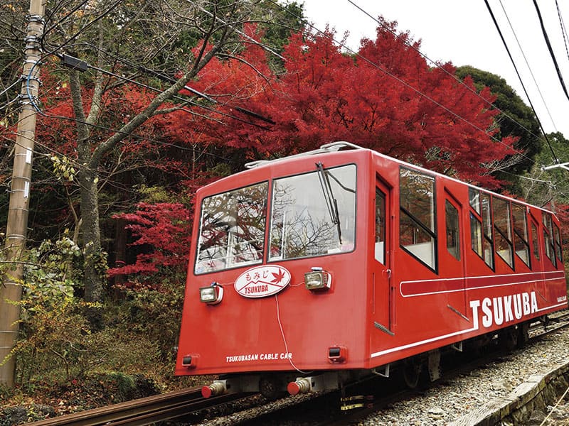 AYCE persimmon&Mt. Tsukuba Cable Car&Kasama Chrysanthemum Festival(1-Day)