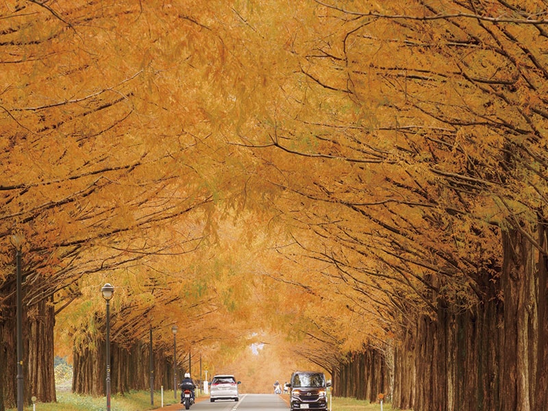 Visit Eigenji temple・Hyakusaiji Temple・Metasequoia Namiki Avenue