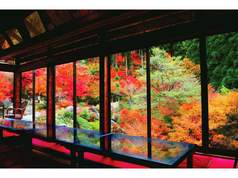 Savor Yobuko's Squid & Enjoy Reflected Autumn Foliage at Kankyo Geijutsu-no-Mori and Raizan Sennyu-ji Temple(1-Day)