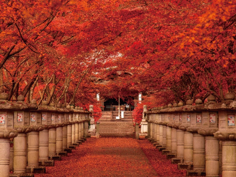 Visit Kozoji Temple＆Kosanji Temple＆Kogenji Temple in Autumn (1-Day)