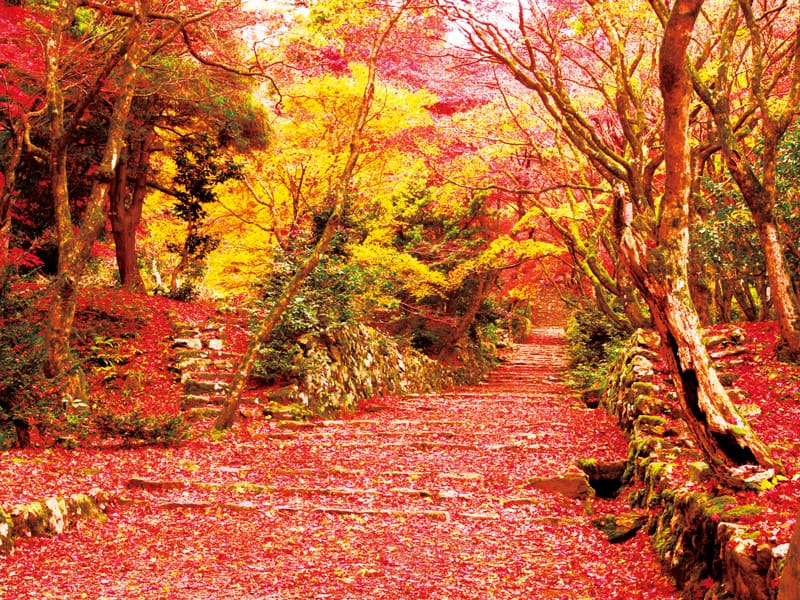 Visit three beautiful autumn leaves viewing spots in Kansai(1-Day)