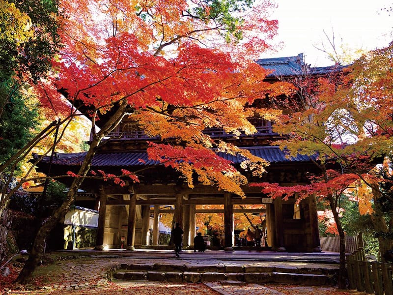 Autumn foliage at Eigen-ji Temple・Kudara Temple・Otaki Shrine(1-Day)