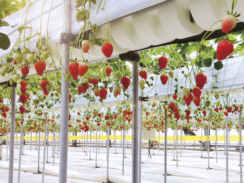 All-you-can-eat strawberry picking＆Visit Kehi Jingu Shrine（1-Day）