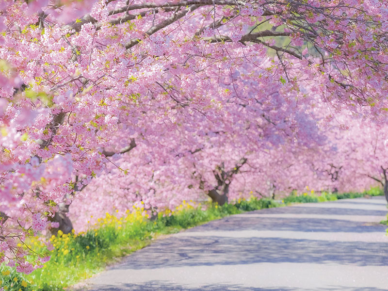 Visit Shuzenji Bairin＆Minami no Sakura Cherry Blossoms（2-Days）