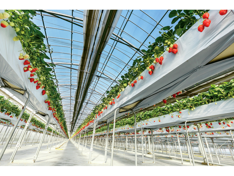 All-You-Can-Eat Strawberry Picking and Lunch Buffet(1-Day)