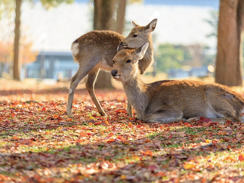 Nara Park