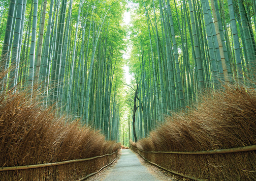 Arashiyama