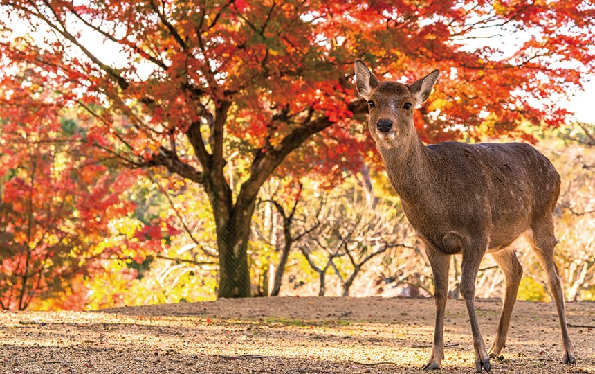 Nara Park