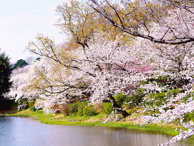 Spring in full bloom! 5 Cherry Blossom Tour in YOKOHAMA and all-you-can-eat 130 Chinese dishes including Peking Duck in Chinatown for 90 min.(1-Day)
