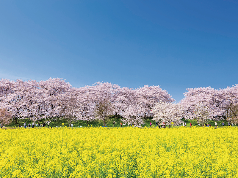Cherry blossom festival & Mitsumine Shrine & Stroll around Nagatoro (1-Day)