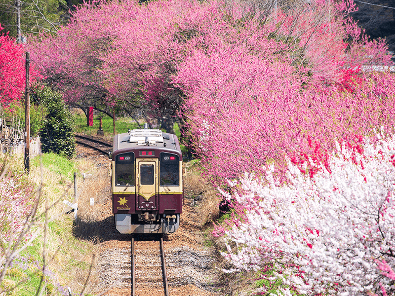 Enjoy cherry blossom viewing & Watarase Keikoku Railway (1-Day)