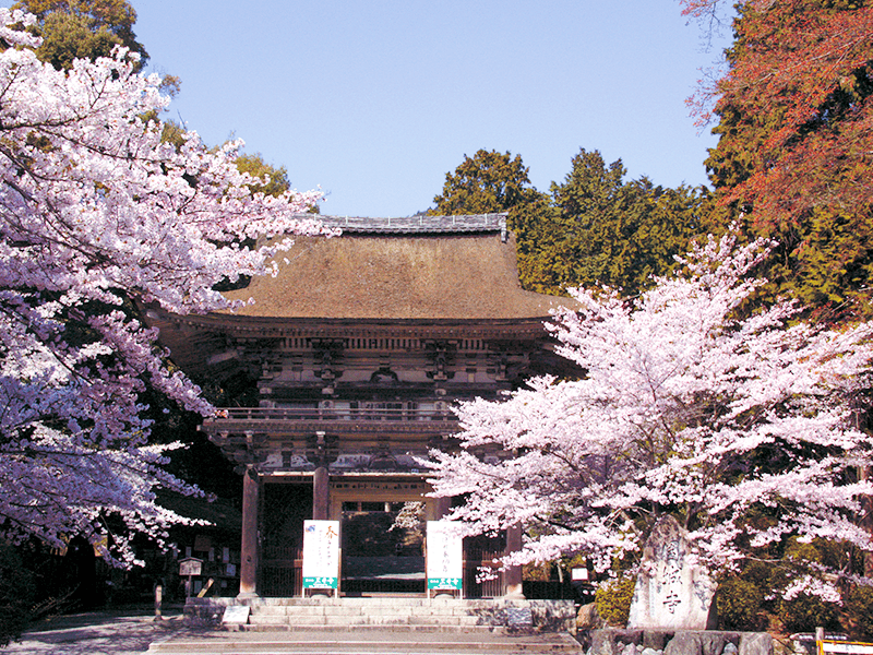 Cherry blossom viewing at Kangetsu Butai of Miidera Temple & Japanese lunch ・ Hot spring bathing at Biwako Hotel (1-Day)