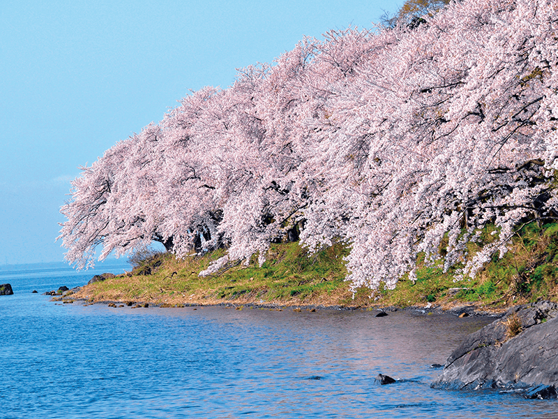 Kaizu Ōsaki  Cherry Blossom viewing & Omi beef Teppanyaki Full-course (1-Day)