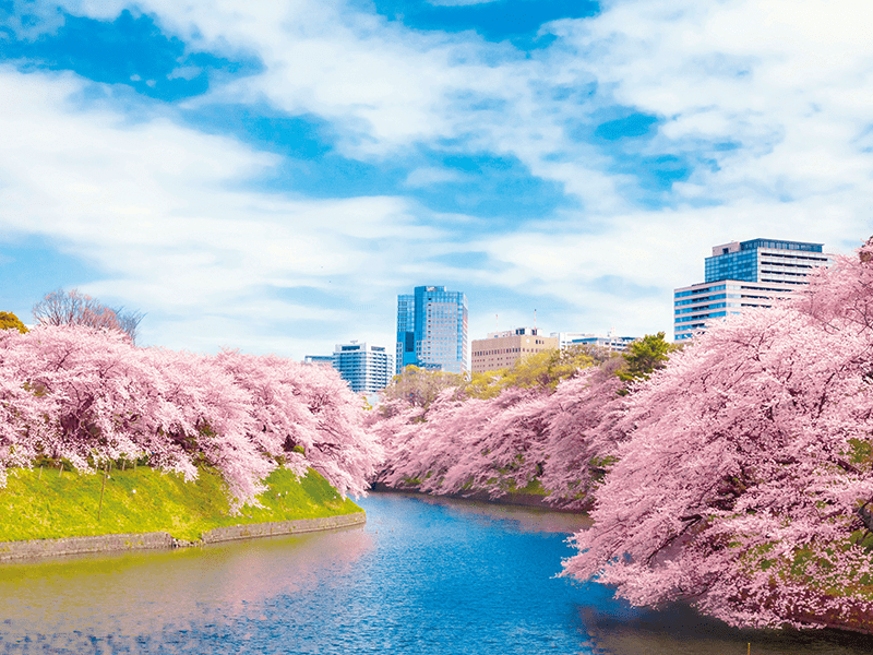 8 scenic spots in Tokyo! Cherry blossom viewing & Cruising (1-Day)