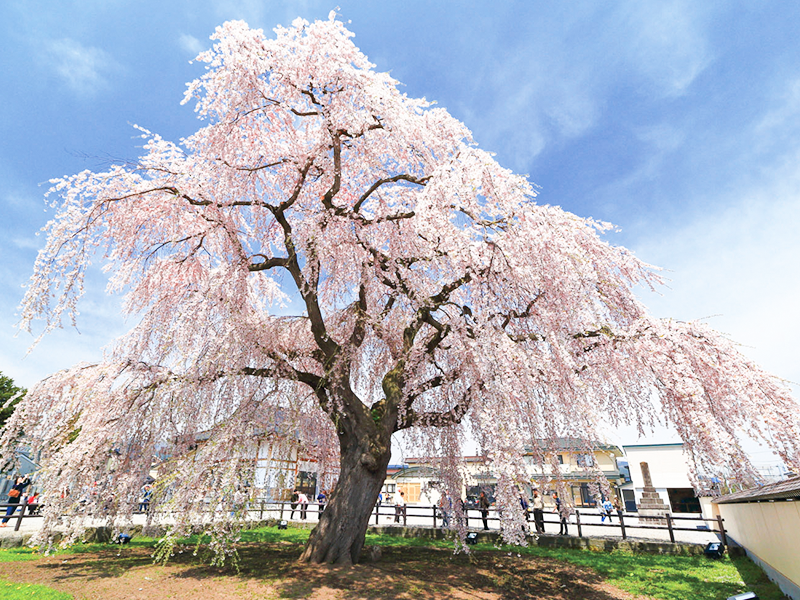 Visit 3 Cherry blossom viewing spots and Goryokaku Park (1-Day)