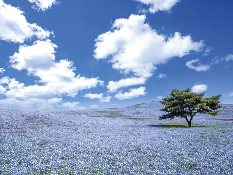 Nemophila viewing at Hitachi Seaside Park & Great Wisteria at Ashikaga Flower Park (1-Day)