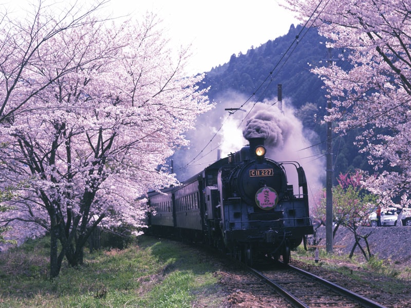 Viewing Cherry Blossom and Tulip & Ride Oigawa Railway 