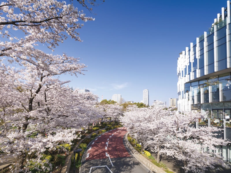 Visit 8 famous cherry blossom viewing spots in Tokyo  (1-Day)