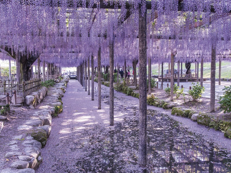 The largest wisteria trellis in the East & All-you-can-eat strawberry picking & Omi beef Teppan-yaki (1-Day)