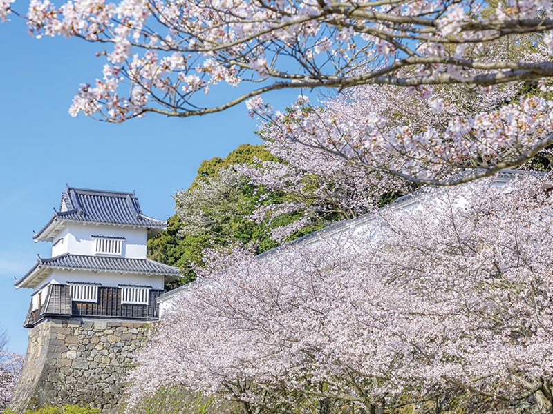 Enjoy Takezaki Crab for lunch & Cherry Blossom Viewing at Omura Park & Shirakimine Plateau (1-Day)