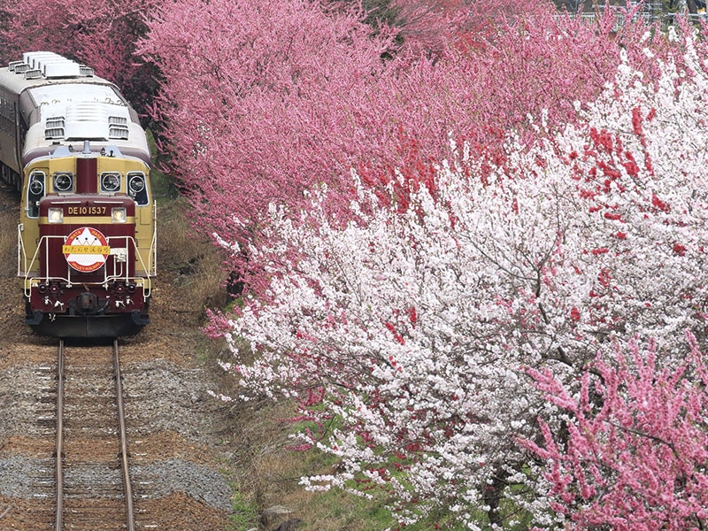 【Trolley Plan】Enjoy cherry blossom viewing & Watarase Keikoku Railway (1-Day)