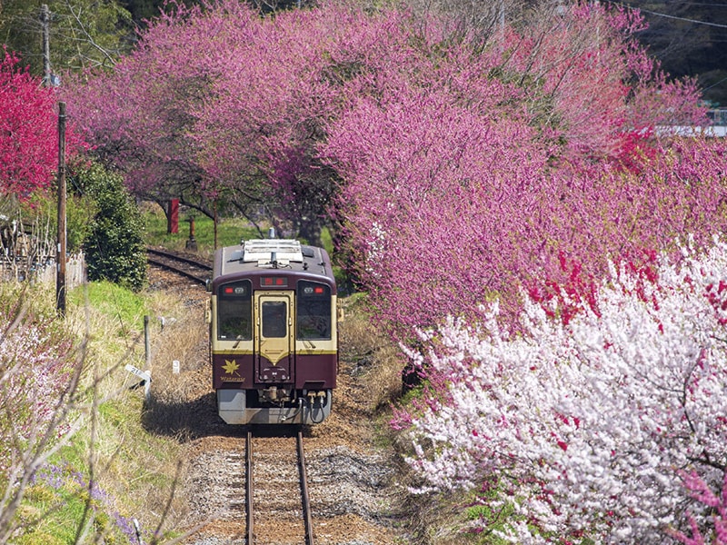 【Regular Car】Enjoy cherry blossom viewing & Watarase Keikoku Railway (1-Day)