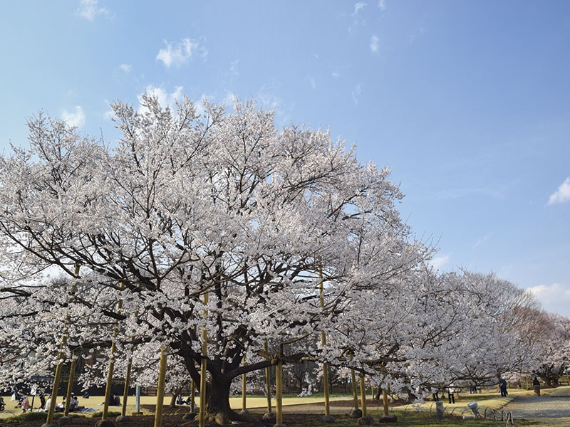 All-you-can-eat strawberry picking & Yakiniku lunch & Cherry blossom viewing in Tochigi Pref. (1-Day)