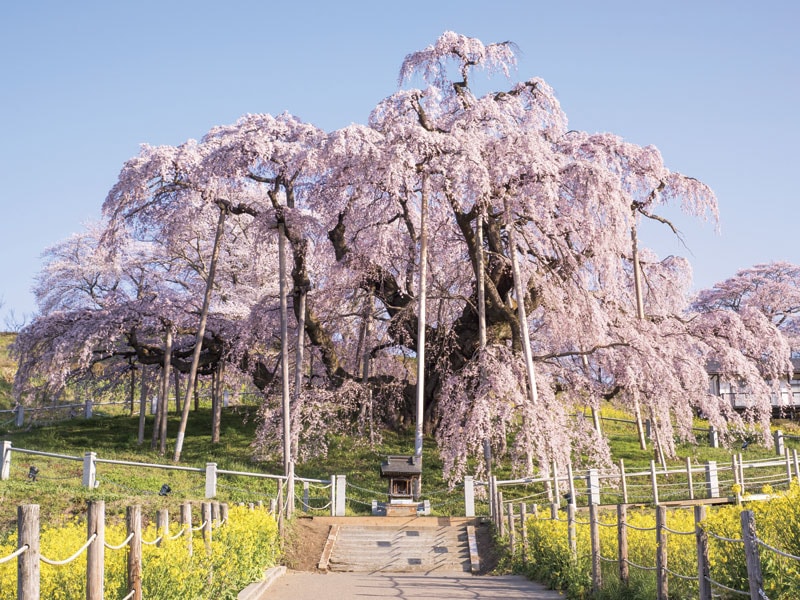 Three cherry blossom trees in Tohoku ! Tsuruga Castle and Miharu-no-Takizakura and Weeping cherry at Kassenba  (1-Day)