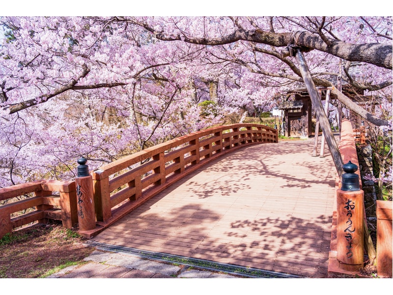 Cherry Blossom at Takato Castle Ruins& Sukiyaki lunch in Shinshu  (1-Day)