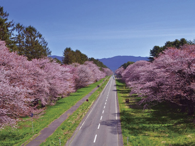 Cheery blossom viewing at Nijyukken Road & Yoshitsune Shrine (1-Day)