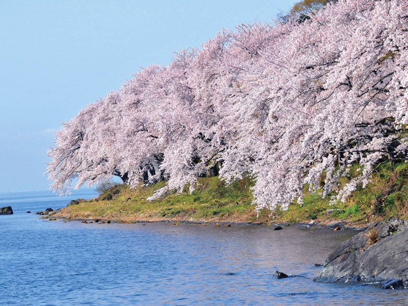 Kaizu Ōsaki  Cherry Blossom viewing & Omi beef sukiyaki lunch & Hikone  (1-Day)