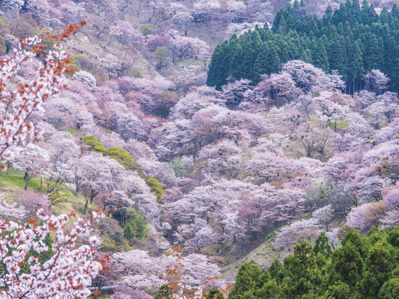 Yoshino Senbonzakura ・Matabei-zakura & Weeping cherry blossom /Take-home 3 kinds of strawberries (1-Day)