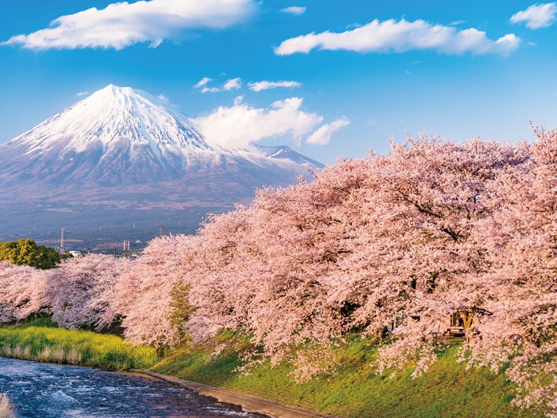 Mt. Fuji and cherry blossoms of “Ryuganbuchi” &  Shimizu Funaben Cruise (1-Day)