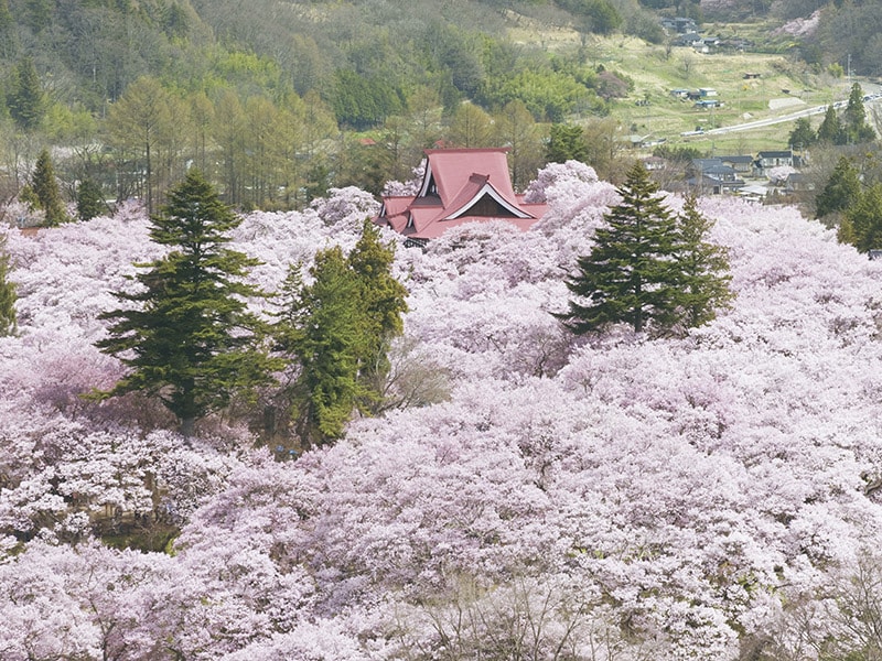 View Cherry blossom in Takato & Takashima Park & Suwa Grand Shrine (1-Day)