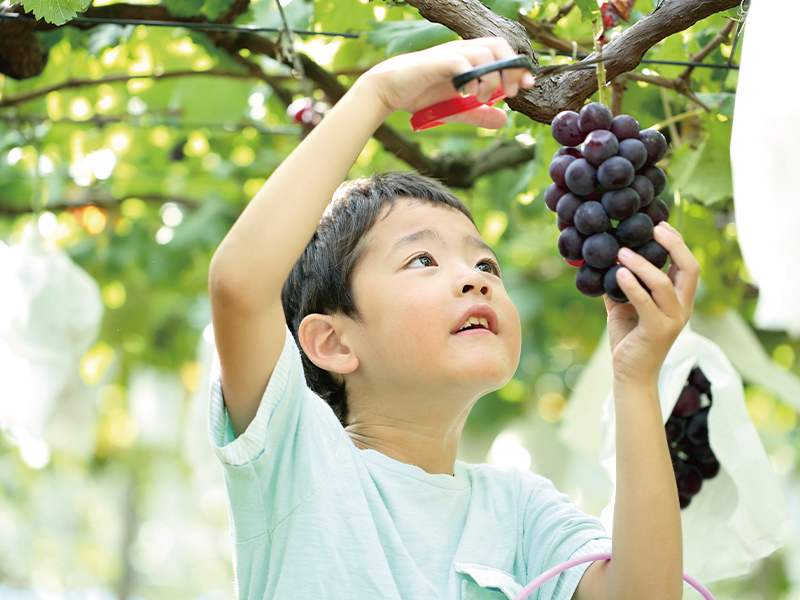  Summer Special! All-you-can-eat grape picking for 30 min. & BBQ Lunch& Bay Cruise (1-Day)