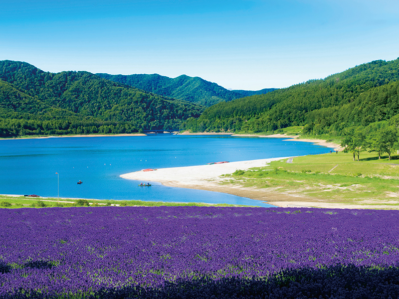 Enjoy viewing lavender fields in Lake Kanayama & Furano ・ lunch at Shin Furano Prince Hotel (1-Day)
