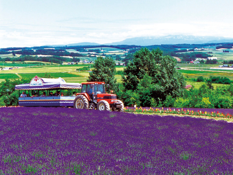 Visit the lavender season! A colorful journey to Furano, Biei, and Blue Pond (1-Day)