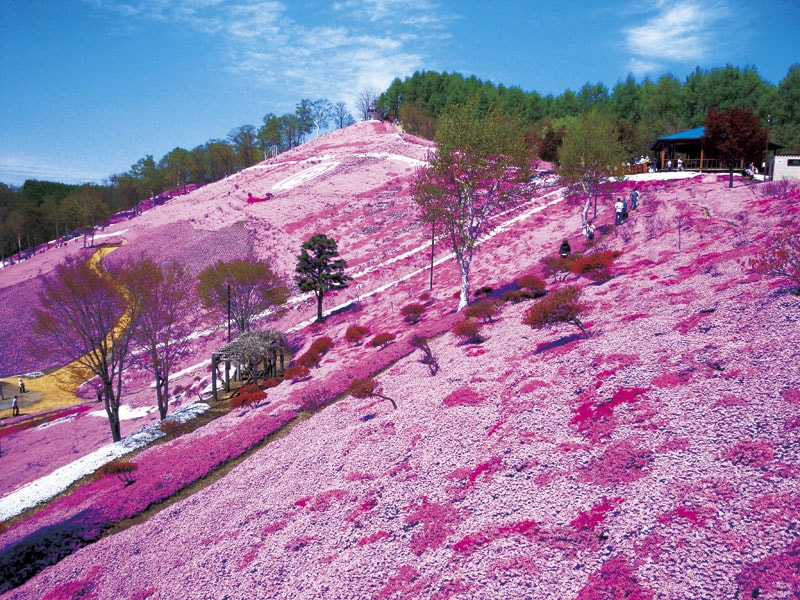 Moss Phlox×Tulip&Walks in the Kushiro Marshland (2-Days)