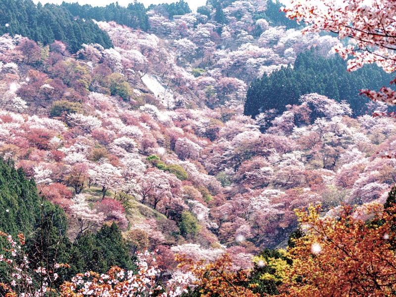(Kintetsu Express/round-trip/9:10 AM)Yoshino Senbon-zakua & Chikurin-in's lunch(1-Day)