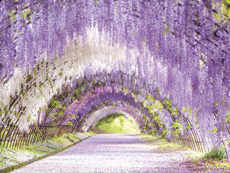 Fugu-sashi・Beef Lunch & Kawachi Fuji Garden(1-Day)