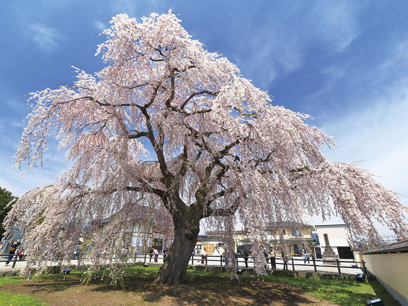 Hokuto Cherry Blossom Corridor&Hakodate Goryokaku Park(1-Day)
