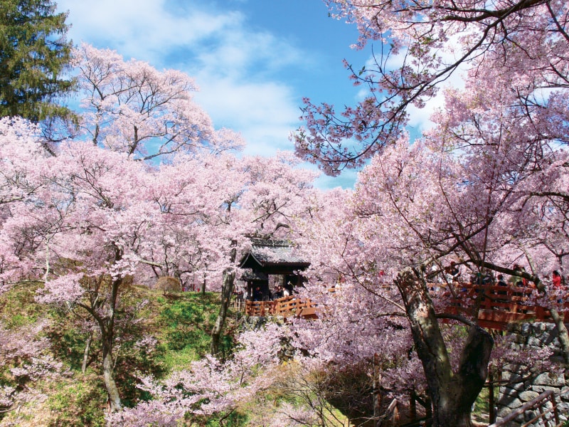 A day trip to Takashima Park, home to Takato cherry blossoms (one of Japan's three most famous cherry blossom viewing spots), and to the power spot of Suwa Grand Shrine.