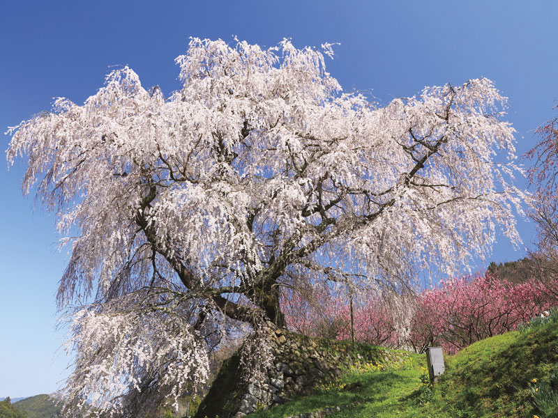 Hasedera Temple, Tsubosakadera Temple, and Matabei Sakura(1-Day)