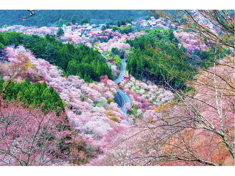 3 Cherry Blossom Viewing Tour in Nara with Take-Home Strawberries(1-Day)