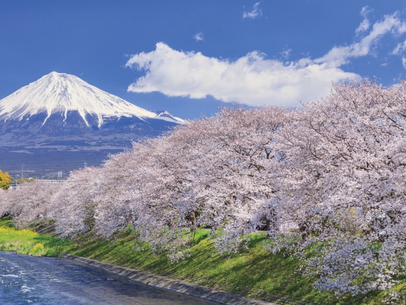 All-you-can-eat strawberry picking&Cherry blossoms at Ryuganbuchi (1-Day)
