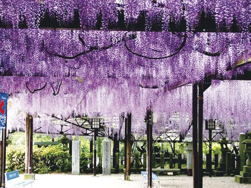 Visit Kurogi Grand Wisteria&Nakayama Great Wisteria Festival(1-Day)