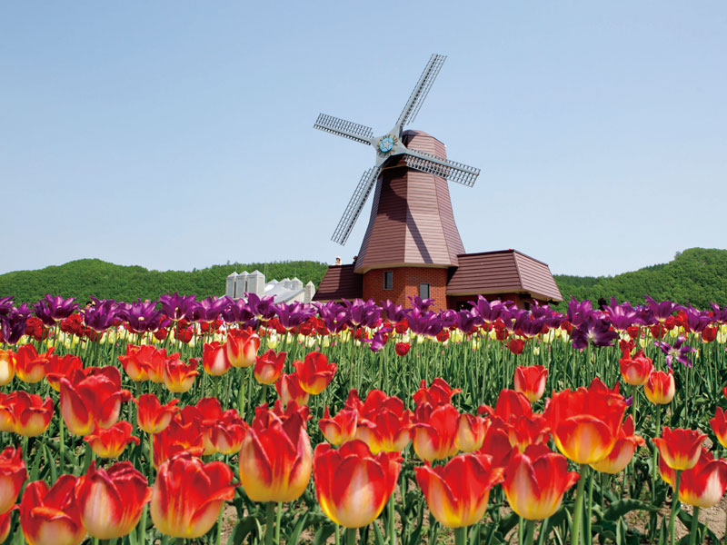 Shibazakura Takinoue Park&Kamiyubetsu Tulip Park(1-Day)